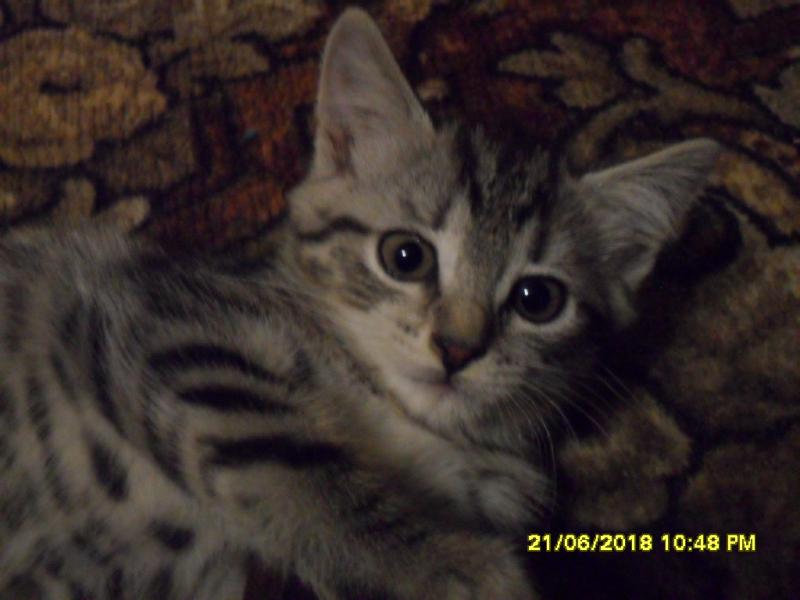 Прикрепленное изображение