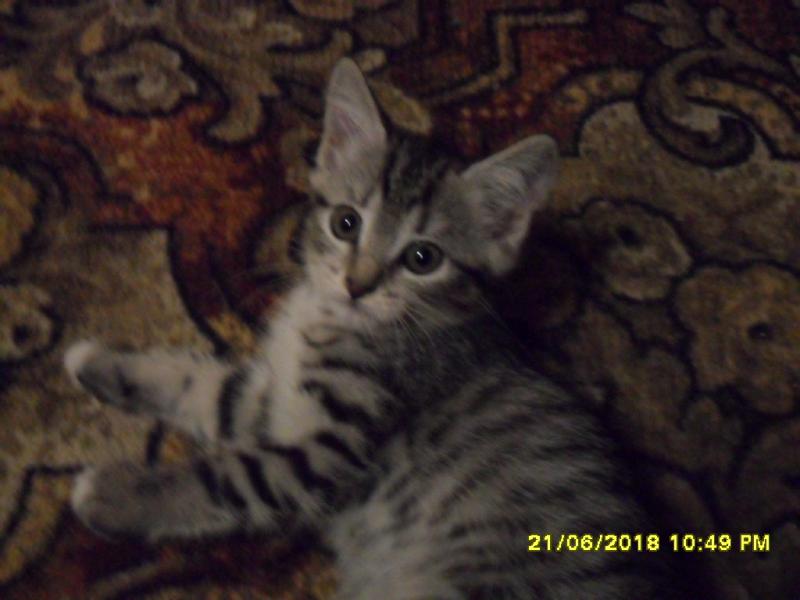 Прикрепленное изображение