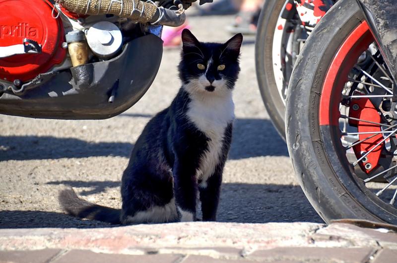 Котик мотик на природе